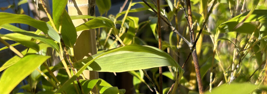 bamboo forest