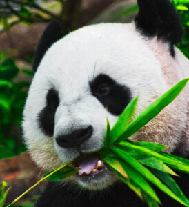 panda eating bamboo