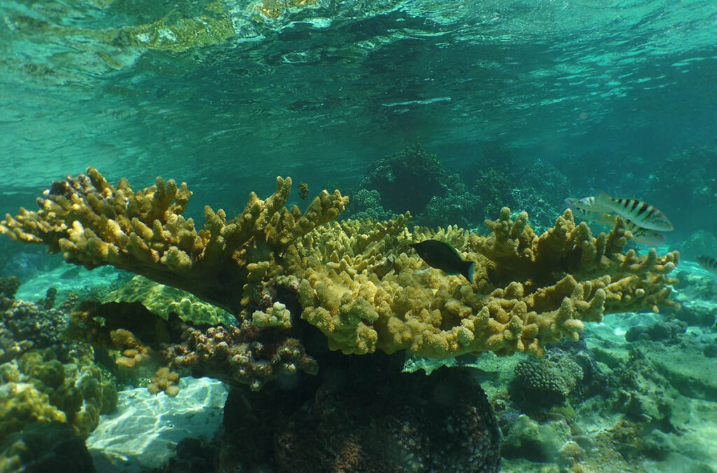 Tahiti reef