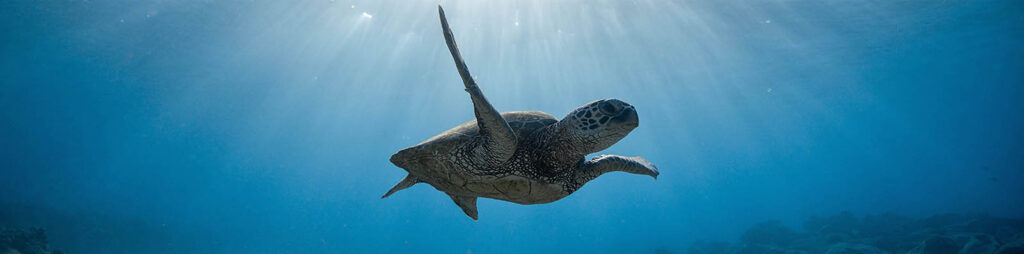 baby Sea Turtle